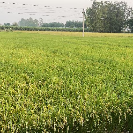 Lakshmi Bhog field operations