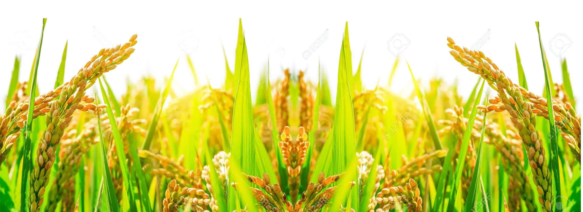 Rice field and sourcing landscape