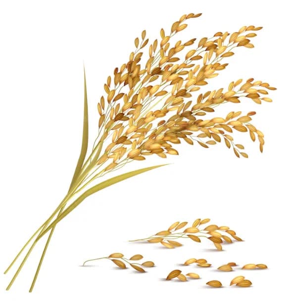 Rice grain background